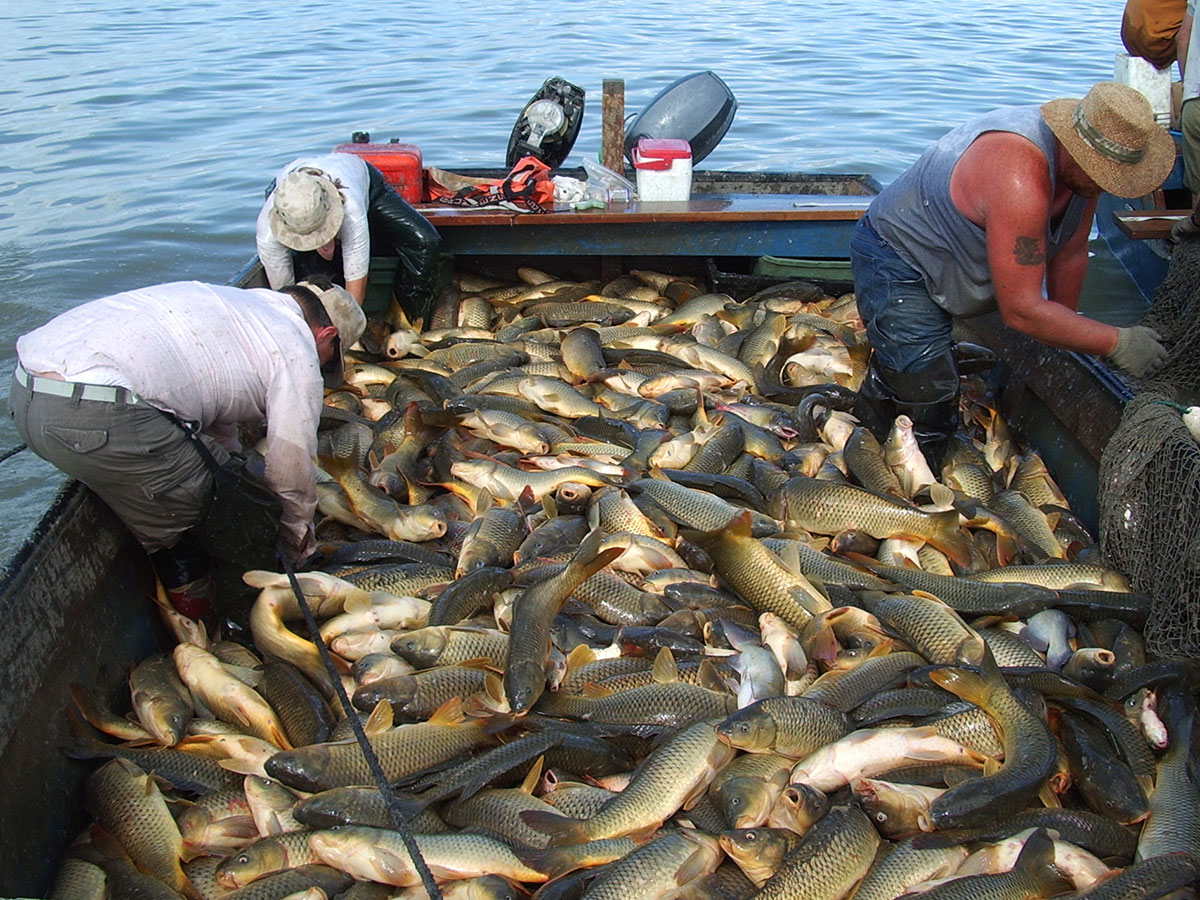 Benefits of Native Fish - Fish & Fishing (U.S. National Park Service)
