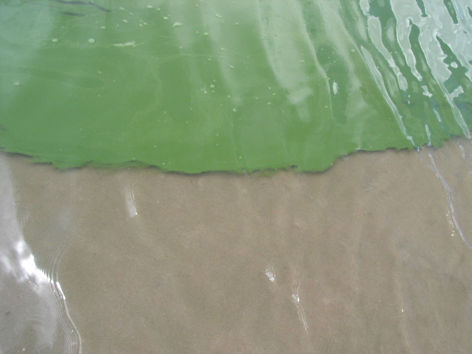 The Scene: Utah Lake&#039;s algae problem