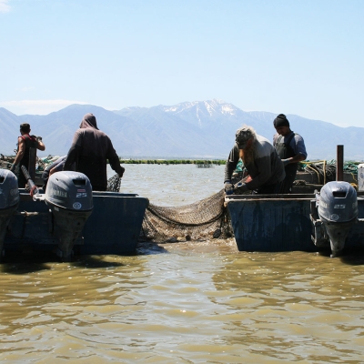 Carp-nets