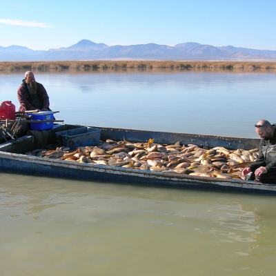 Carp-removal-boat