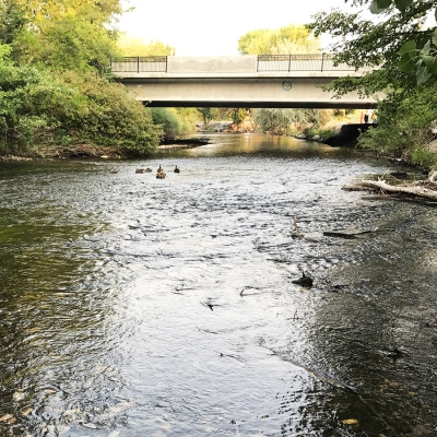 Provo-River-ducks