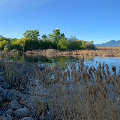 Provo-River-reeds-bank